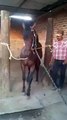 This horse dances when he hears music... So funny pet