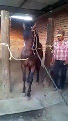Le cheval qui danse dès qu'il entend de la musique!