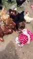 Baby Girl Feeding And Playing With Hens