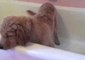 Golden Retriever Puppy Takes Bath by Himself