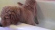 Golden Retriever Puppy Takes Bath by Himself