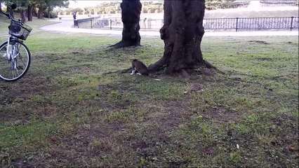 公園猫の夏の思い出
