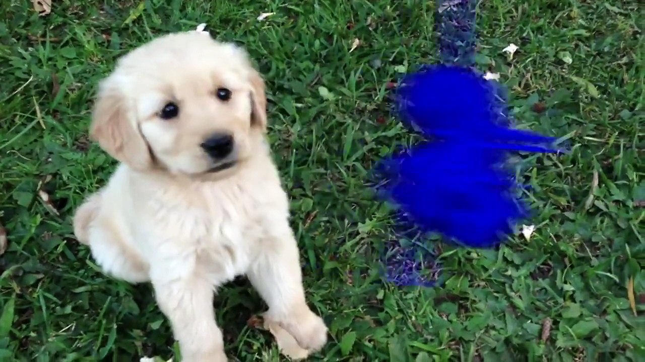 Entertain your Kids with this funny video - Playful puppies - Baby - Toddlers [Full Episode]