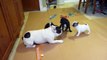 French Bulldog puppies playing with mama so cute