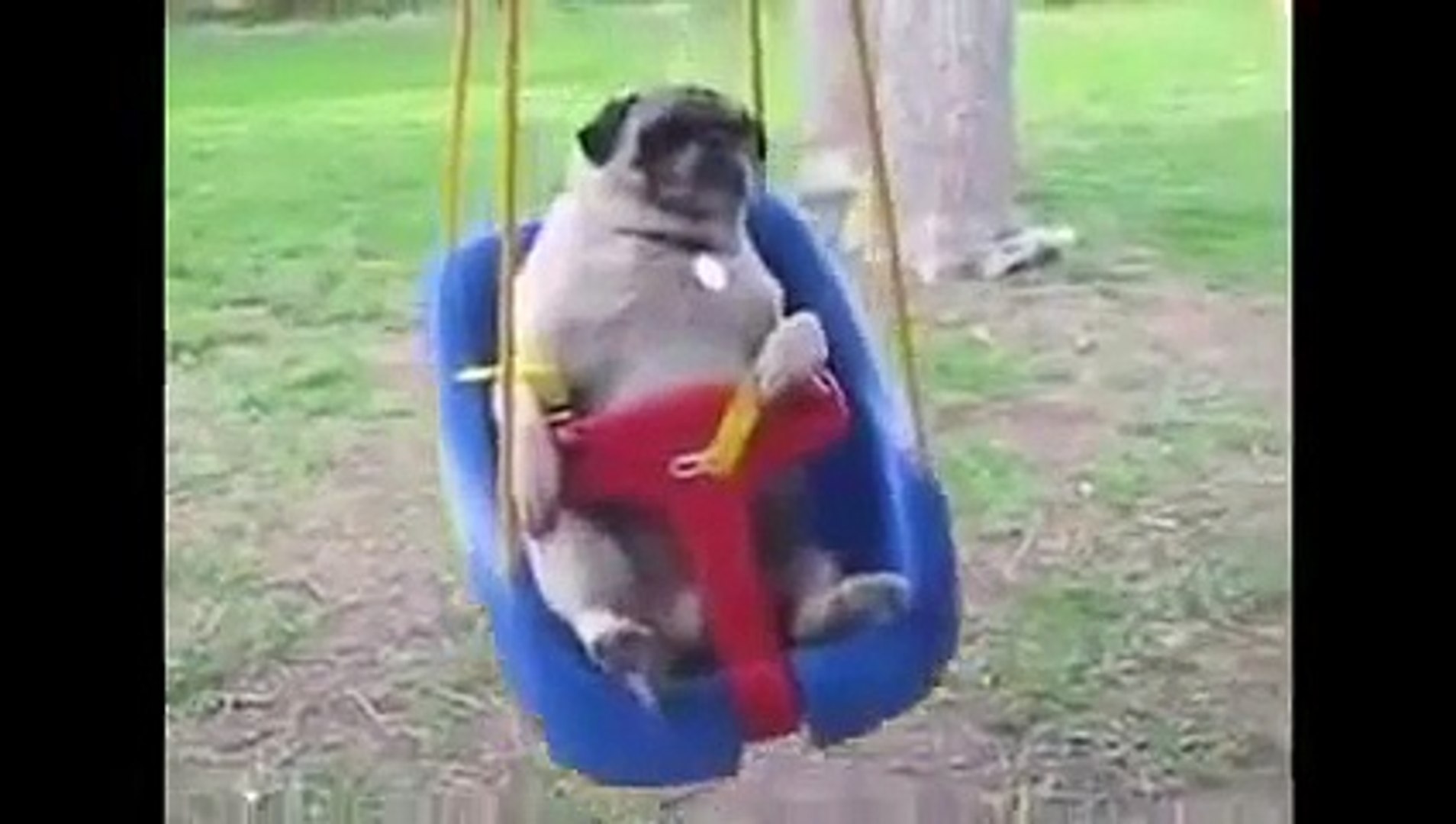 Funny dog videos - Pug dog