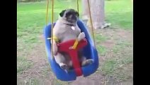 Funny dog videos - Pug dog