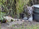 Iguana attacks tiger in the zoo !!!