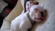 Puppies dog sleeping so cute - French Bulldog Puppy