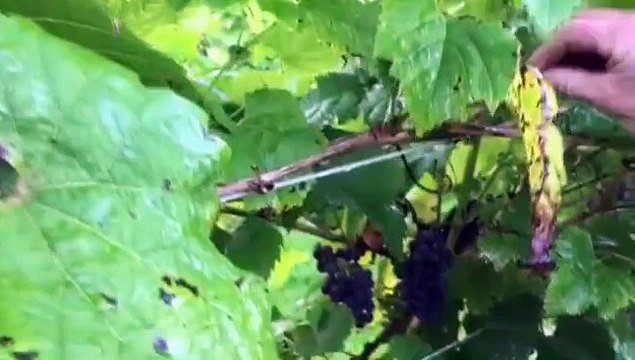 Hier hadden tientallen trossen moeten hangen - RTV Noord