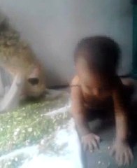 Sufiyan AL Haras Playing With Bakra