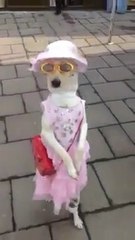 dog in creezy mood in walking people