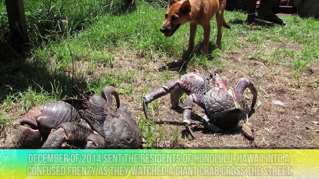 Large Animals You've Never Seen Before