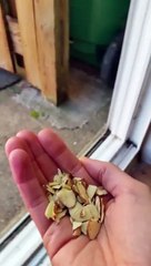 Her first attempt at trying to love a squirrel