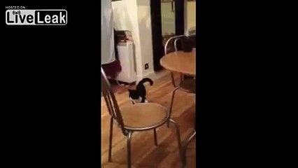 LiveLeak.com - Funny cat walk
