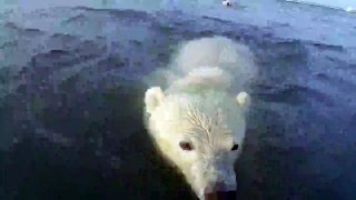 LiveLeak.com - Curious Polar Bear Cubs Get Unusually Close to Photographers
