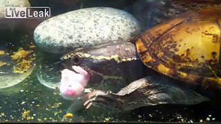 **MUSK TURTLE AND A PINKY MOUSE**