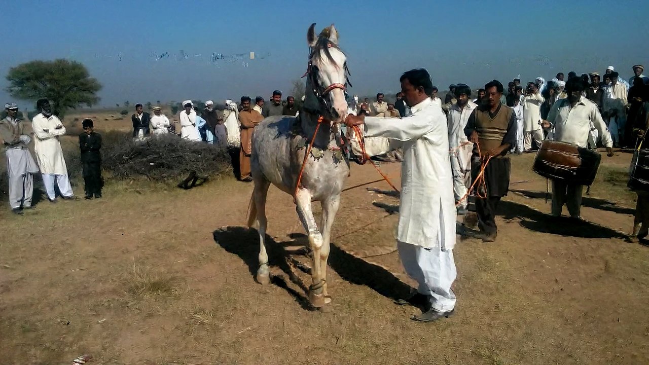 Horse Dance in Doltaka