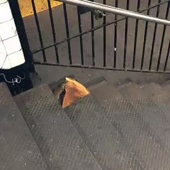 New York City rat taking pizza home on the subway 2015