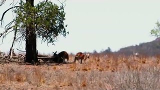 Welcome to Australia, Cocksucker. (very interesting)