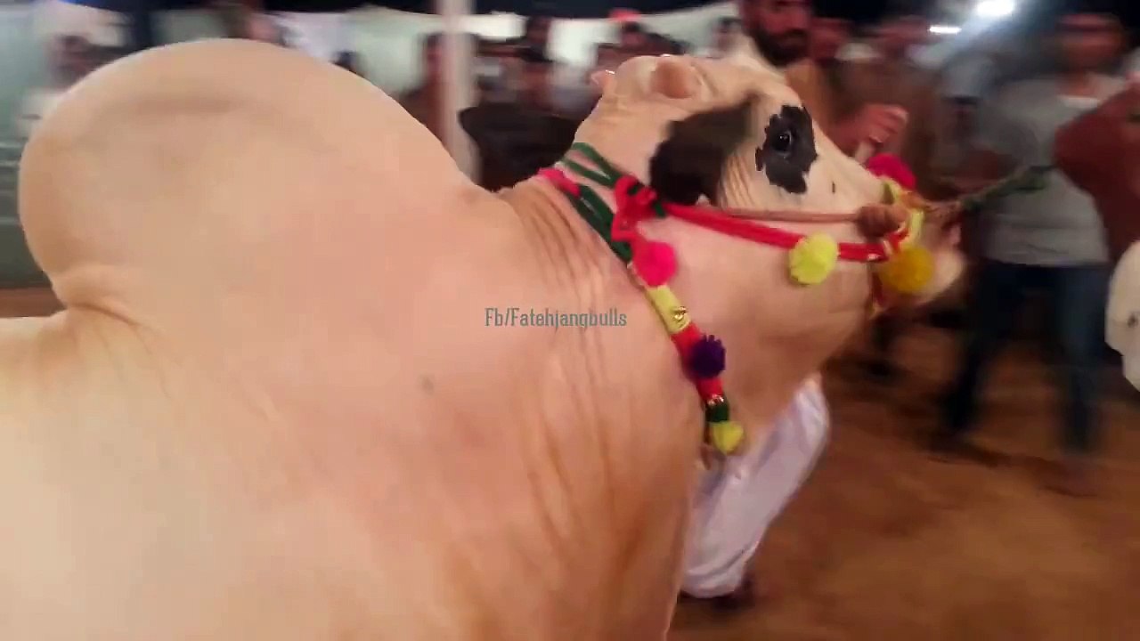 Heavy Bull Beauty