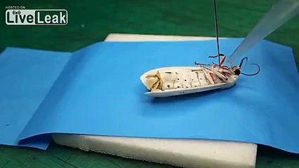 LiveLeak.com - Inflating a moth