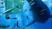 LiveLeak.com - Incredible video of 'biggest great white shark ever' high-fiving daredevil scientist