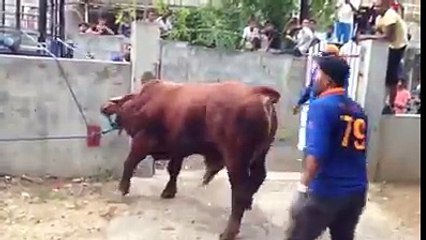 Heavy Duty Cow Unloading - Must Watch