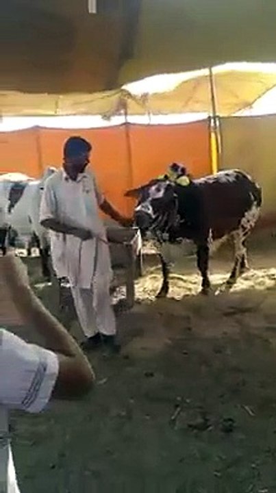 sunnat ibraheemi like it