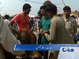 Cattle markets from all over city Lahore