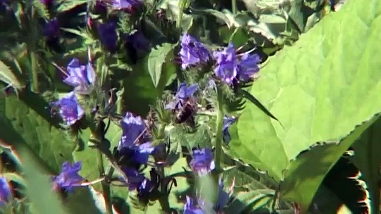 Erkan Ergezer - Ardahanım