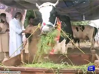 Faisalabad Heavy weight bull worth 10 lakhs waiting to get sold.