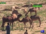Camels from Balochistan attracts visitors in Quetta cattle market .
