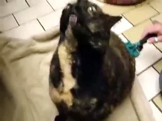 Кот вызывает дьявола - МЕГА РЖАЧ)))