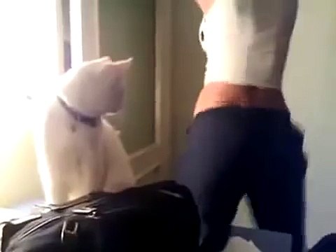 Даже Кот Не Выдержал. Ржач!