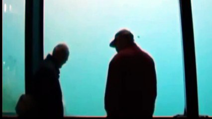 Polar Bear Throws Rock To Break Aquarium Glass