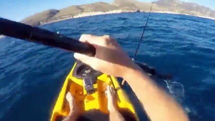 Un requin-marteau attaque un pêcheur en kayak en Californie