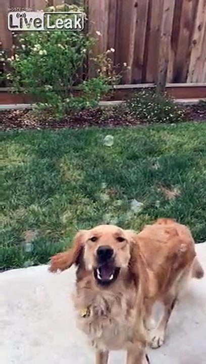 Bubbles