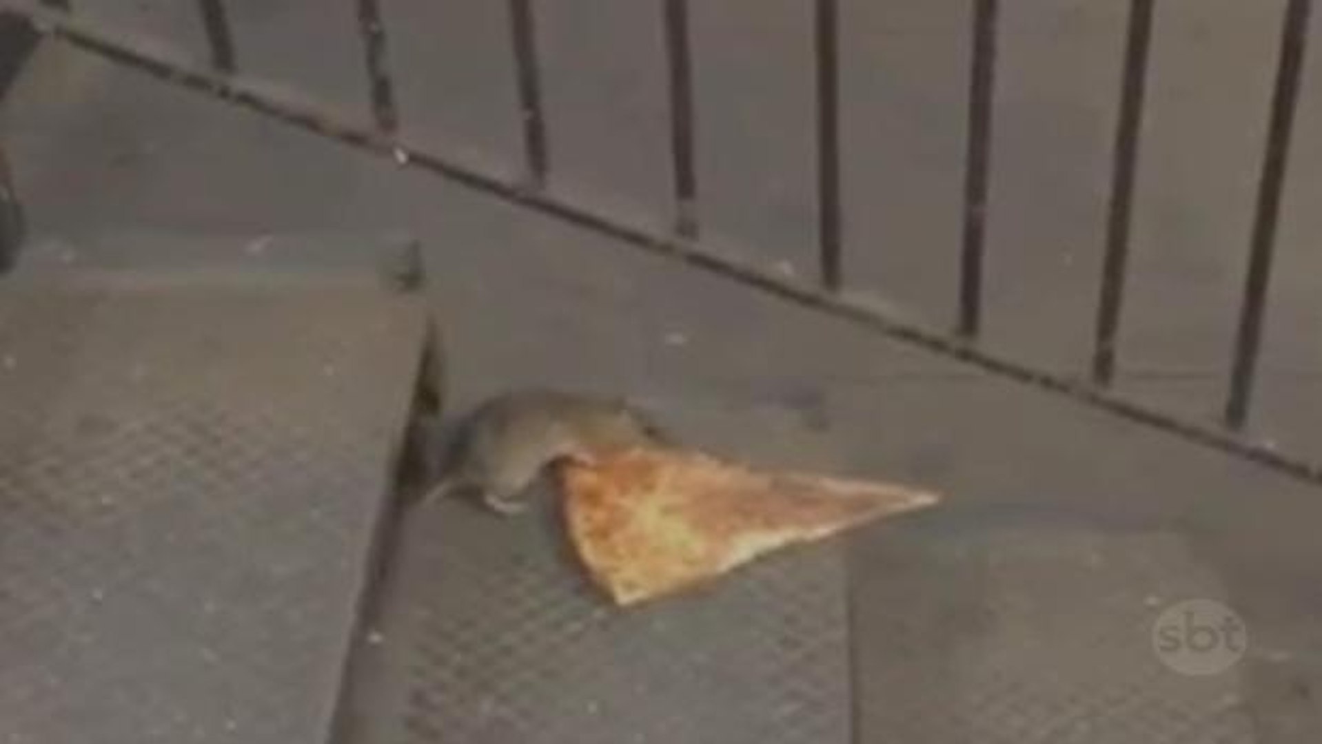 Relembramos um meme chocante: o rato carregando uma pizza em NY - Fotos -  R7 Hora 7