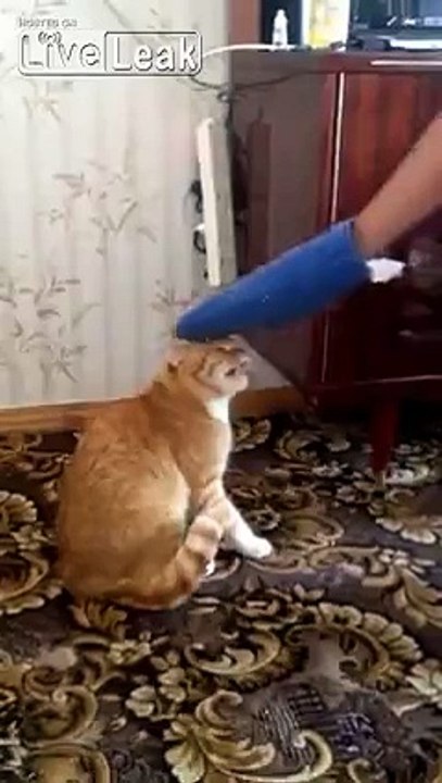 LiveLeak.com - NEVER BOTHER A CAT