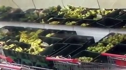 Invasión de ratas en Bicentenario que asquea a toda Venezuela