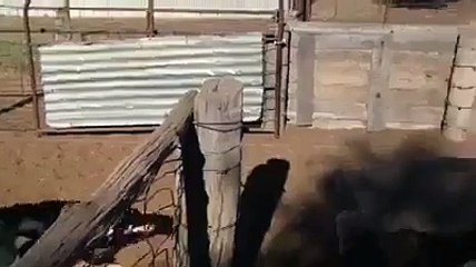 Çoban Köpeği Koyunların Üzerinden Uçarak Gidiyor