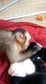 Yeni Doğmuş Köpek Yavrularına Anne Şevkati Gösteren Küçük Maymun