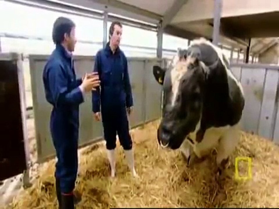 أكبر ثور في العالم سبحان الله الخالق العزيز الحكيم