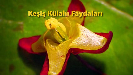 Keşiş Külahı (Epimedyum) Faydaları