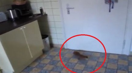 Punk Squirrel Trashes The Kitchen Then Makes Miraculous Escape
