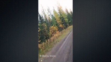 Un joggeur se fait attaqué par 2 cougars et se défend avec une bombe au poivre