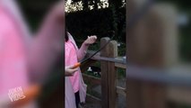 Lady Cant Figure Out How to Lock Gate | Locked Out
