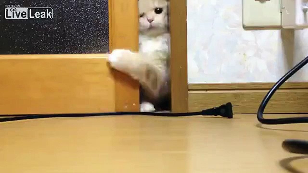 LiveLeak.com - Cat Tries to Grab Electric Cord - video Dailymotion