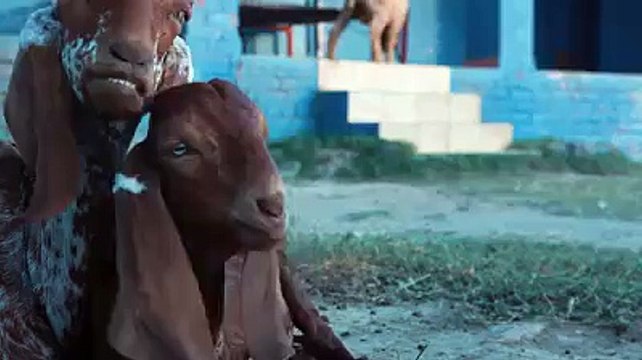 Rememberable & Funny Moment Cow, Goat And Camel Qurbani - Eid Ul Adha