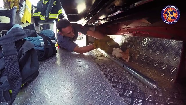 Un chaton abandonné est sauvé et adopté par ses héros.